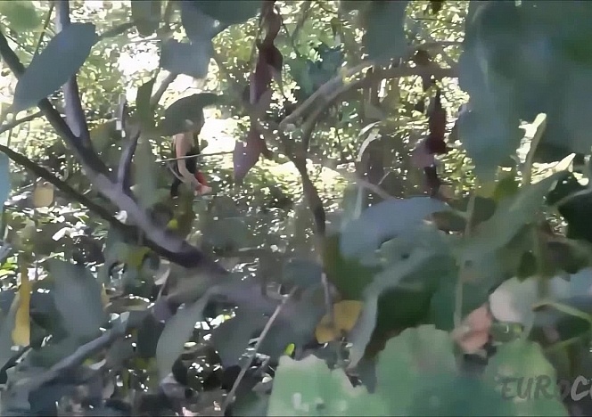 061516_hot_pov_blowjob_and_sex_with_hot_blonde_girlfriend_public_forest_and_back_at_home_cum_on_face